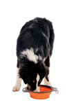 M-Pets On The Road Collapsible Pet Travel Bowl 750ml