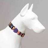 Lindo Ginger Man Dog Collar Small 30-44cm