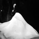 Nil Scent (Fragrance Free) Shaving Soap - by Murphy and McNeil