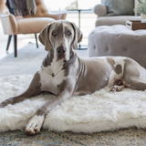 PupRug by Paw.com® Faux Fur Orthopedic Dog Bed - Curve White with Brown Accents