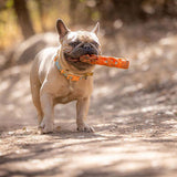 Chuckit! Air Fetch Stick Breathable Rubber Dog Toy 18 cm