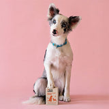 Kito Skin & Coat Dog Multivitamin for Shiny Fur 50 ml
