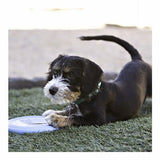 KONG Puppy Flyer Soft Rubber Disc Toy for Small Dogs