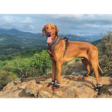 M-Pets Hiking Dog Shoes All-Weather Paw Protection Medium