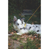 M-Pets Wild Safari Dog Leash Durable Yellow L-XL 2x120cm